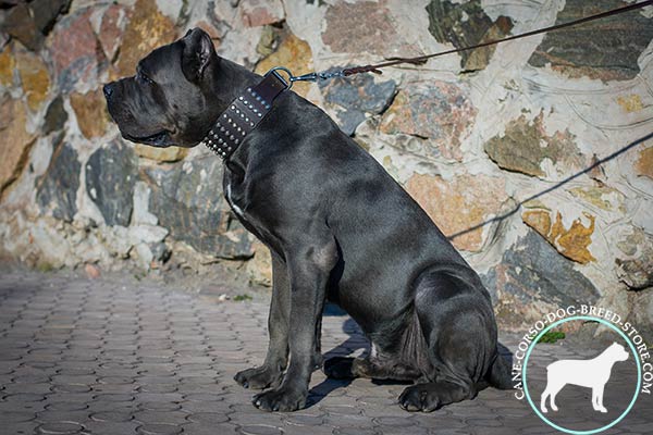 Cane Corso black leather collar extra wide with studs for stylish walks