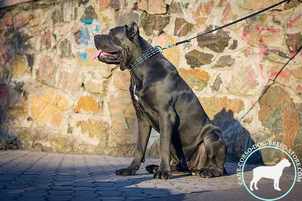 Cane Corso black leather collar of classic design with d-ring for leash attachment for agitation training
