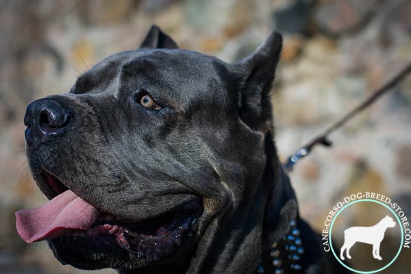 Cane Corso black leather collar of classic design adorned with spikes and studs  for daily activity