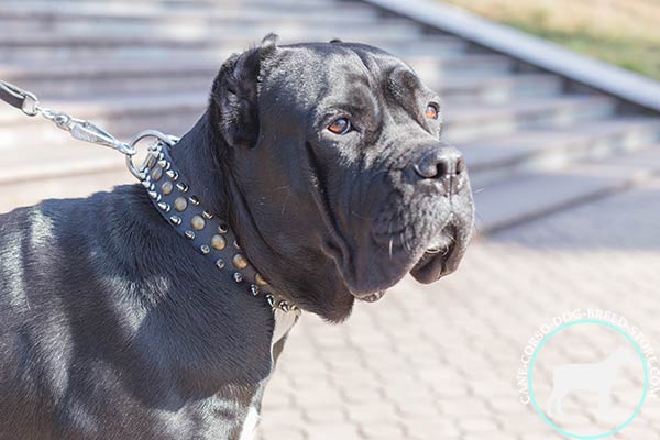 Cane Corso black leather collar with rust-proof hardware for any activity