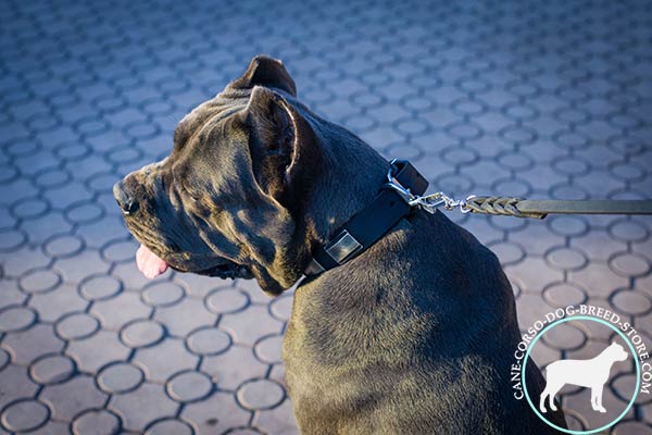 Cane Corso black leather collar of high quality with d-ring for leash attachment for professional use