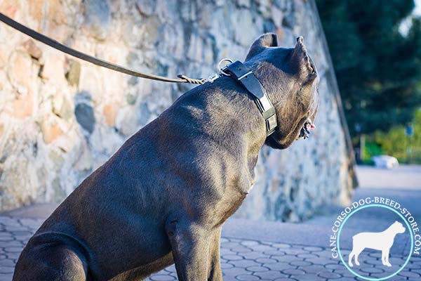 Cane Corso black leather collar with rust-free plates for any activity