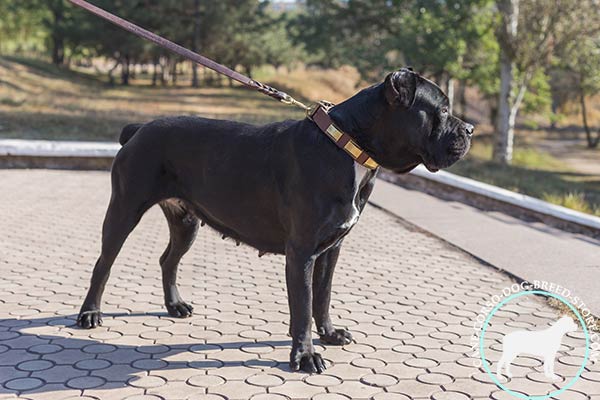 Cane Corso brown leather collar with corrosion resistant brass plated fittings for walking