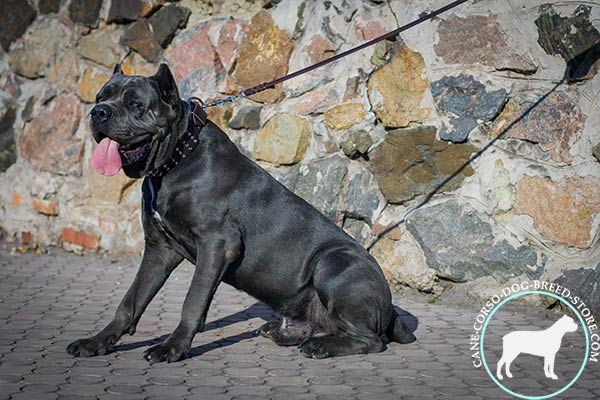 Cane Corso black leather collar with rust-proof nickel plated hardware for walking in style