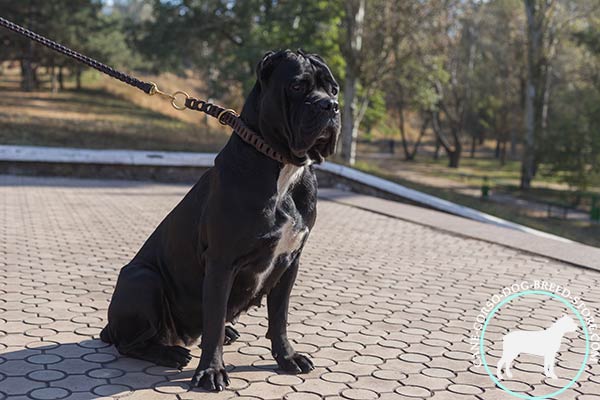 Cane Corso brown leather collar of high quality with quick release buckle for perfect control