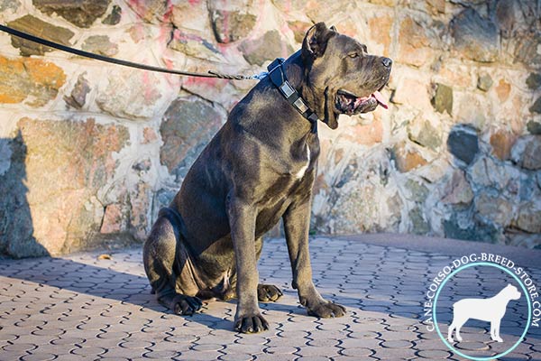 Cane Corso black leather collar with duly riveted nickel plated fittings for any activity