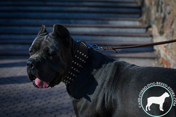 Cane Corso black leather collar with durable nickel plated hardware for any activity