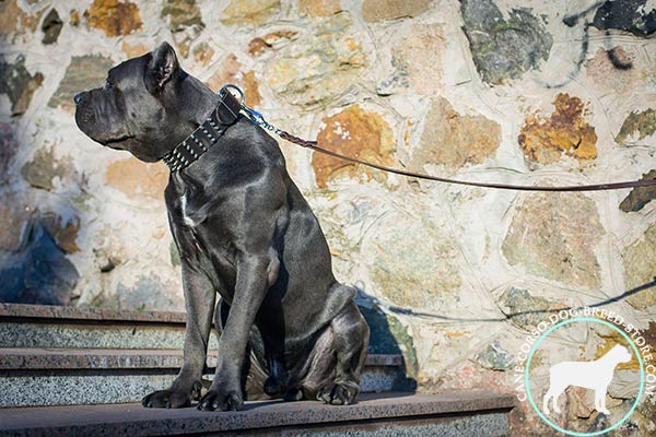 Cane Corso black leather collar wide with spikes for improved control