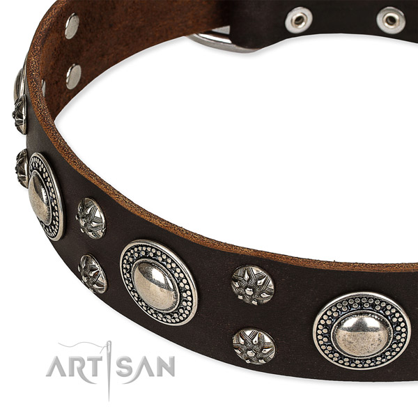 Quick to fasten leather dog collar with extra strong non-rusting fittings
