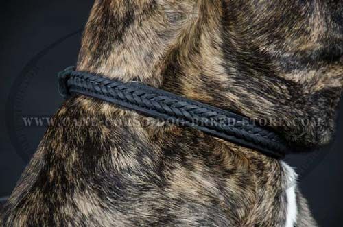 Cane Corso Braided Dog Collar for Pleasant Walking