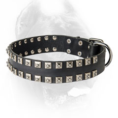 Stud adorned leather dog collar for Cane Corso