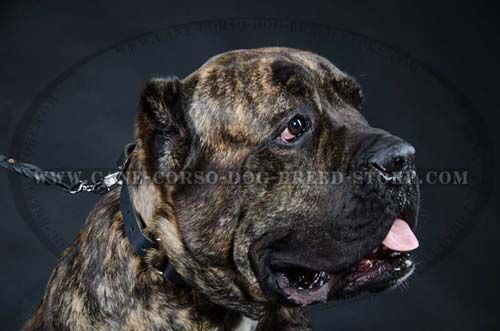 Cane Corso Choke Leather Dog Collar