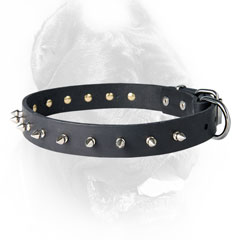 Leather Cane Corso collar with spikes
