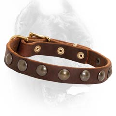 Fashion brown leather Cane Corso collar studded