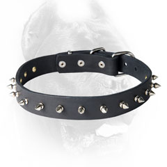 Leather Cane Corso collar with nickel-plated hardware