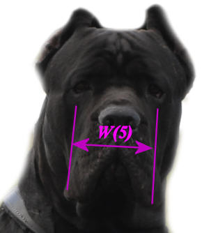 Please spend 3 minutes to size your dog to get best dog muzzle