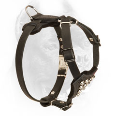 Leather Cane Corso Harness with Pyramids for Puppy Training