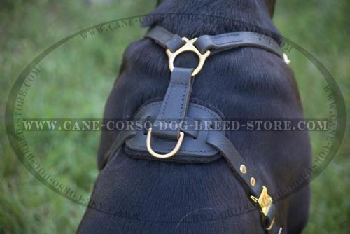 Amazing Cane Corso Leather Harness