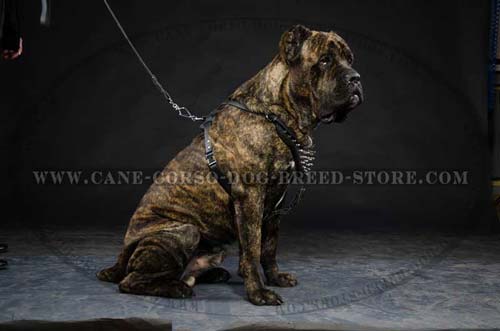 Custom Made Cane Corso Dog Leather Harness Of Tough Exterior