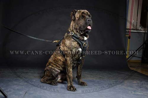 Superior Cane Corso Dog Leather Harness With Y-Shaped  Breast Plate