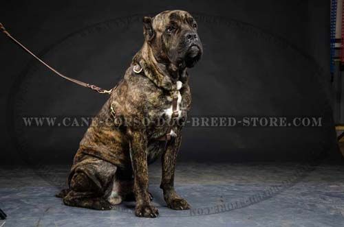 One-Of-A-Kind Leather Dog Harness For Kinglike Cane Corsos