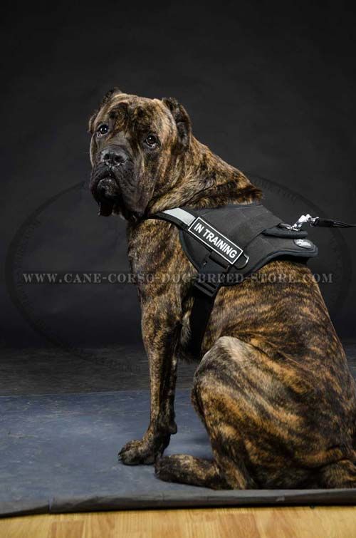 Handcrafted Cane Corso Dog Nylon Harness Is Durable, Weatherproof And Washable