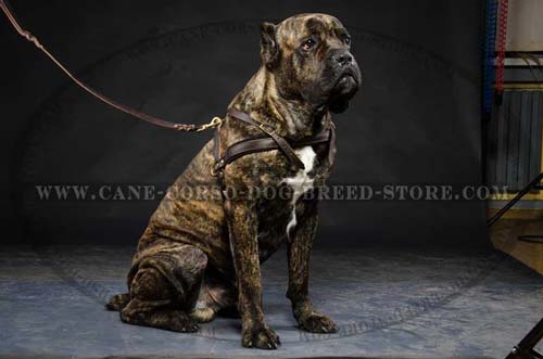 Superior Cane Corso Dog Leather Harness For Regular Usage