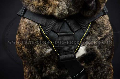Designer Cane Corso Harness For Safety And Comfort