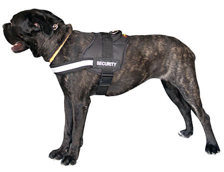 Cane Corso Nylon Dog Harness with handle