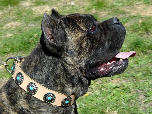 leather-dog-collar-cane-corso-dog-8-tan_LRG.jpg