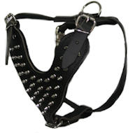 Spiked leather dog harnesses for Cane corso- Cane Corso Mastiff