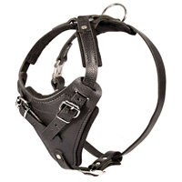 Agitation/Protection Leather Cane Corso Harness-Specially built for the stress of agitation work