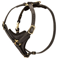 Exclusive Cane Corso Handcrafted Padded Leather Dog Harness-One of the best available harnesses