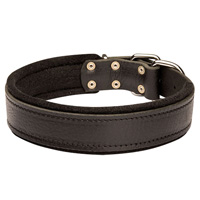 Leather dog collar padded with thick felt-good for agitation work