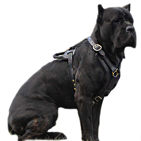 Cane Corso dog harnesses, leather padded dog harness, nylon dog harnesses, Cane Corso agitation dog harness, Cane Corso attack dog harness, Cane Corso patrol dog harness, k9 dog harnesses Cane Corso Leather Nylon Spiked Studded hanmade Harnesses