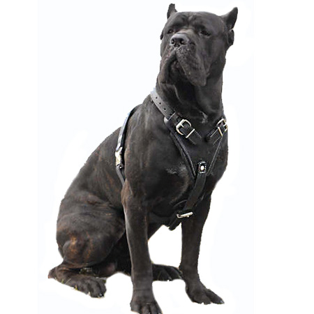 The dog harness is designed to fit almost any sized working dogs Leather custom dog harness, best dog harness, designer dog harness, handmade dog harness