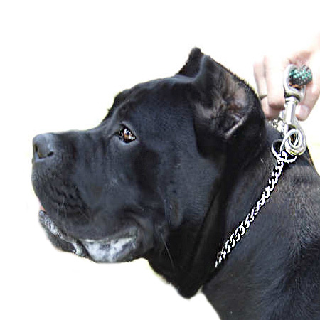 Prong Collars, Pinch Collars, Herm Sprenger Collars, Fur Save collars, Curogan dog collars, Neck Teck Prong Collars, Chain big dog collars, STEEL CHROMIUM PLATED Collars, Stainless Steel Collars Prong Collars, Pinch Collars, Herm Sprenger Collars, Fur Save collars, Curogan dog collars, Neck Teck Prong Collars, Chain big dog collars, STEEL CHROMIUM PLATED Collars, Stainless Steel Collars