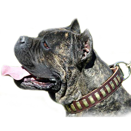 how to your not to jump on visitors collars canada padded leather collar how to your not to jump on visitors collars canada padded leather collar