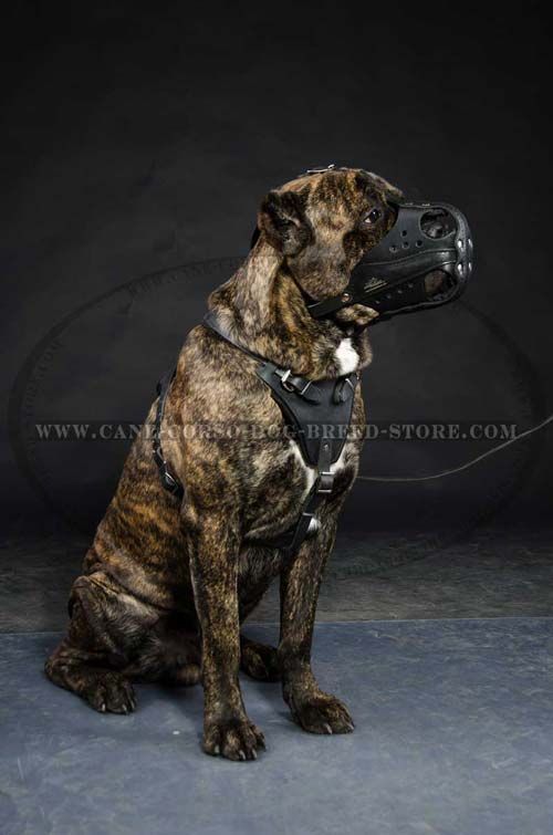 Safe Leather Dog Muzzle For Attack/Agitation Training