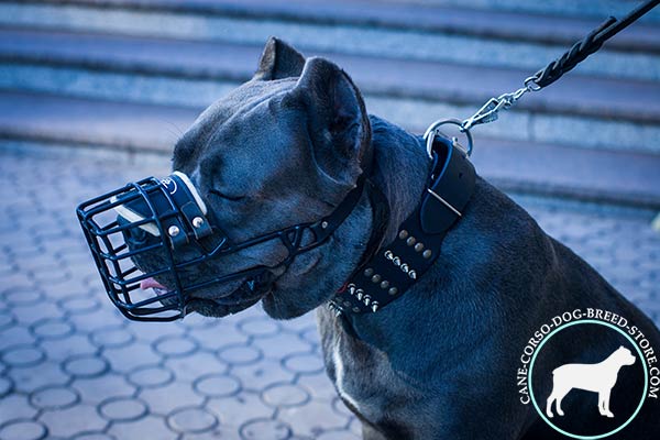 Cane Corso wire cage muzzle with rustless hardware for any activity