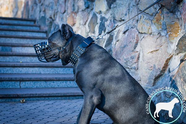 Cane Corso wire cage muzzle with reliable nickel plated fittings for walking