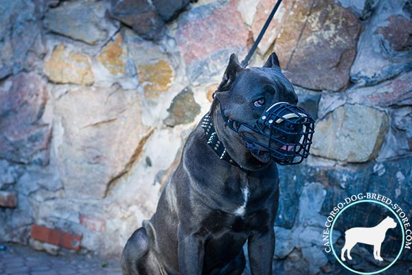 Cane Corso wire cage muzzle with strong hardware for walking