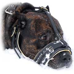 Elegant leathern dog muzzle