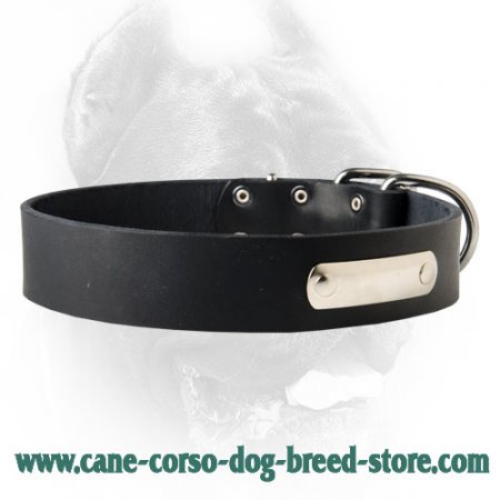 Leather Canine Collar with ID Tag for CANE CORSO