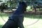 Nylon multi-purpose dog harness for tracking-pulling-Cane Corso