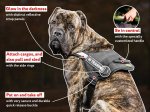 Multifunctional Nylon Cane Corso Harness