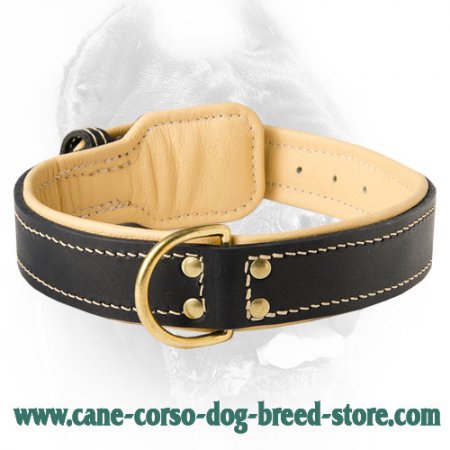 Royal Nappa Padded Hand Made Leather Dog Collar for Cane Corso Breed