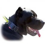 Worthy Nylon Dog Collar-Lightweight All Weather Cane Corso Walking Collar