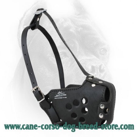 Military Design Leather Cane Corso Muzzle - Pro Training and Walking