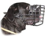 Cane Corso Muzzle with Rubber Covered Wire Cage for Winter Activities